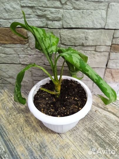 Диффенбахия