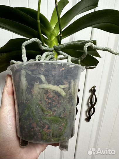 Орхидея фаленопсис мультифлора пелор