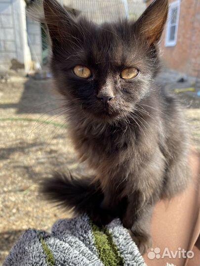 Кошечка