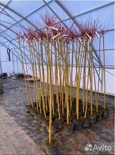 Ива Хакура Нишики штамб 100-200 см/оптом
