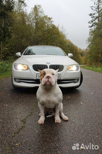 Американский булли XL кобель вязка