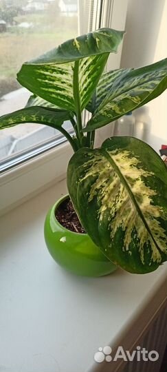 Диффенбахия 40 см, 30 см