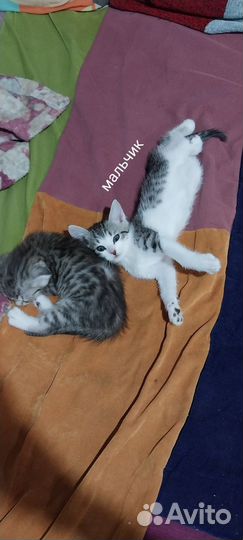 Кошки в добрые руки бесплатно