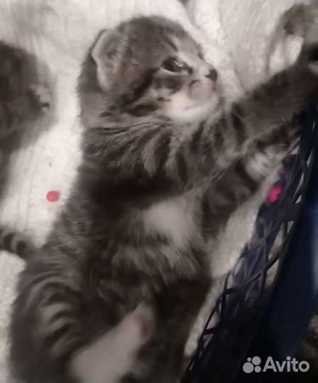 Котята в дар