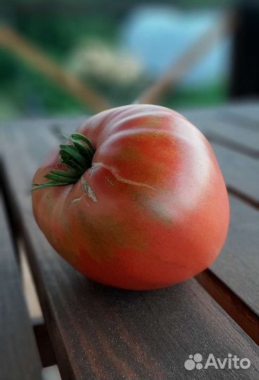 Помидоры бычье сердце