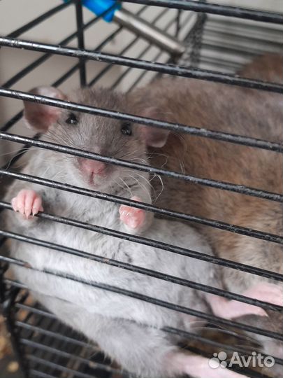 Декоративная крыса