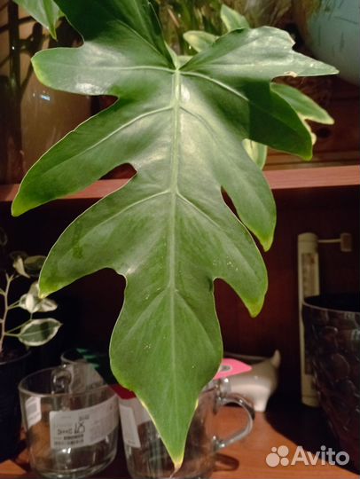 Филодендрон