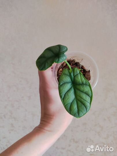 Алоказия Серебряный Дракон