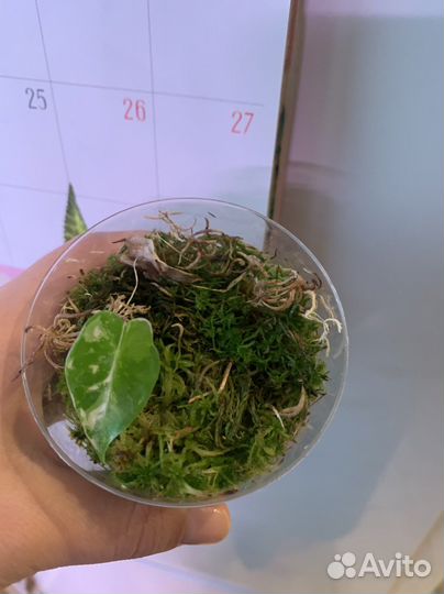 Алоказия фрайдек вариегатная