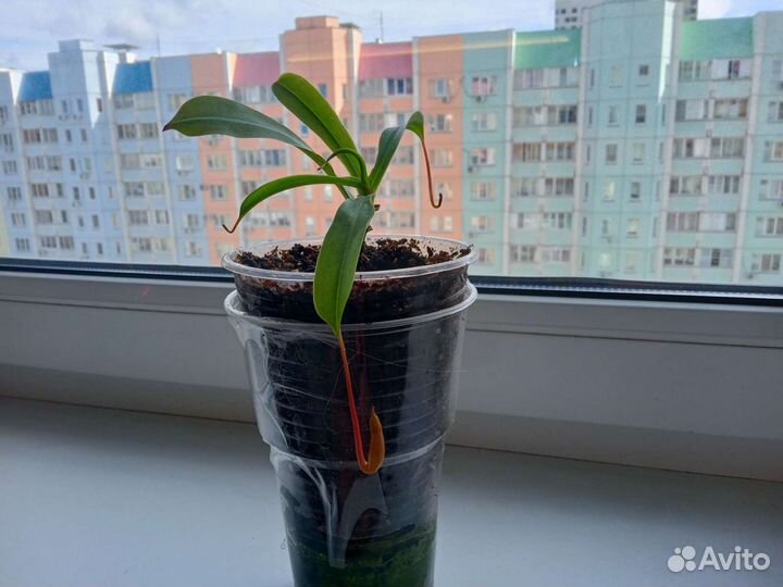 Насекомоядное растение Непентес