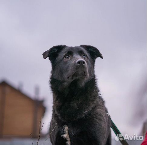 Дружелюбная собачка Смоли хочет стать домашней