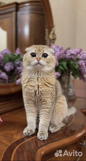 Кот на вязку
