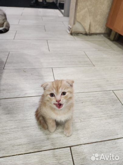 Шотландские котята