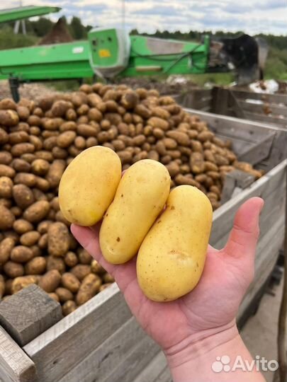 Морковь от производителя