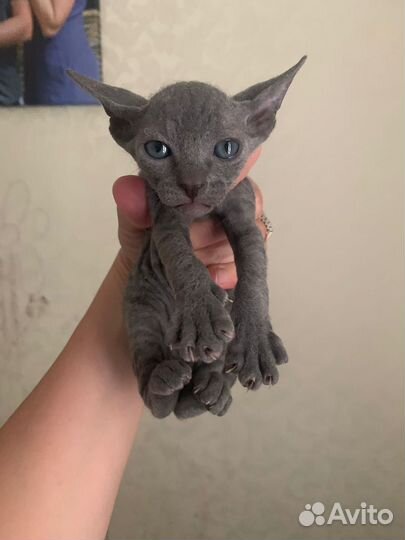 Котята сфинкс браш