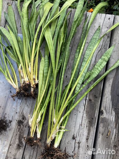 Сансевиерия