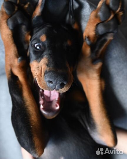 Доберман щенок