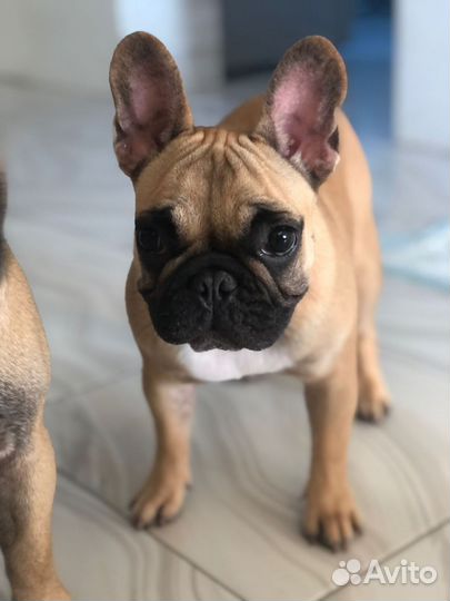 Французский бульдог щенки