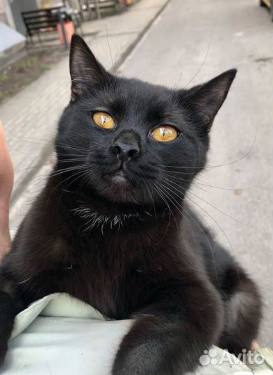 Молодая кошка стерилизована, в добрые руки