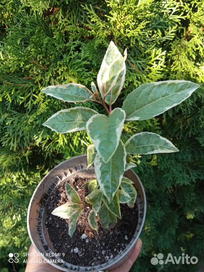 Фуксия Том вест