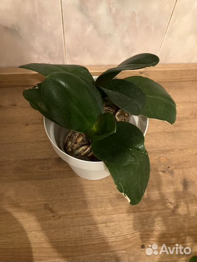 Орхидея фаленопсис I-Hsin Cherry Bomb