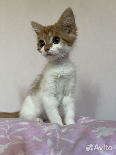 Котенок в добрые руки