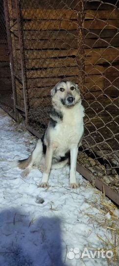 Собака девочка Мелисса