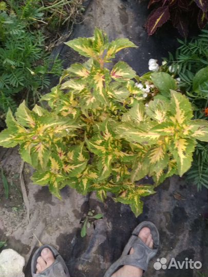 Колеусы вегетативные черенки