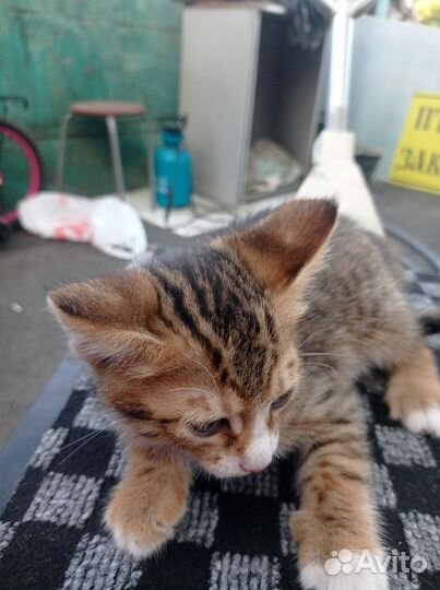 Котята в добрые руки