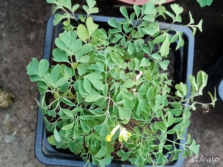 Хохлатка желтая, или Corydalis lutea