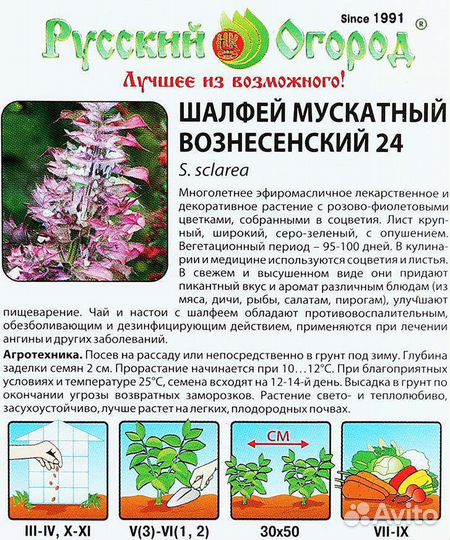 Шалфей мускатный