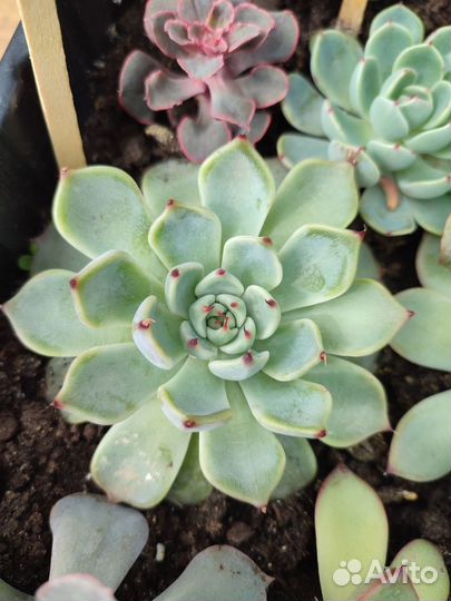 Суккуленты ч. 4