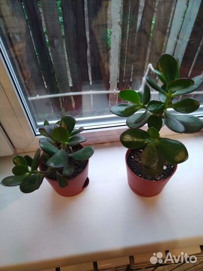 Крассула толстянка