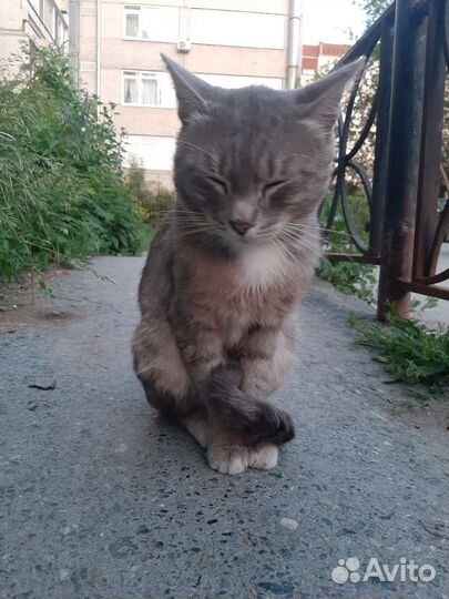 Кот Николай