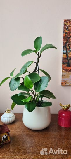 Пеперомии сортовые