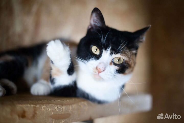 Кошка Тоскана