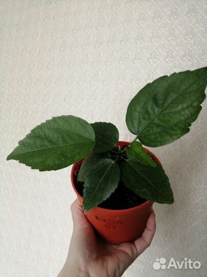 Гибискус,Спатифиллум