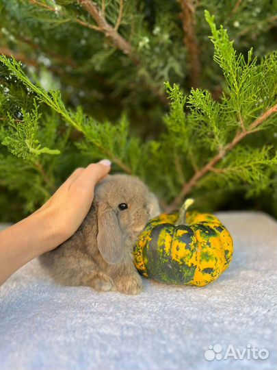 Карликовые кролики Mini Lop и др