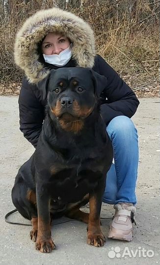 Щенки ротвейлера
