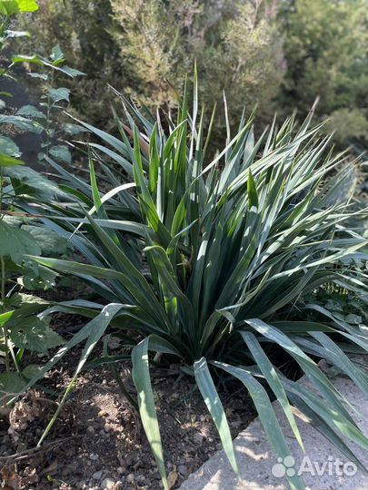 Пальма юкка