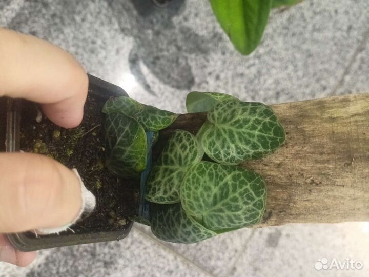 Рафидофоры