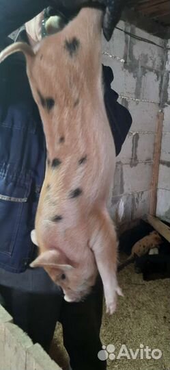 Поросята Вьетнамцы, Мангалица, Кармалы