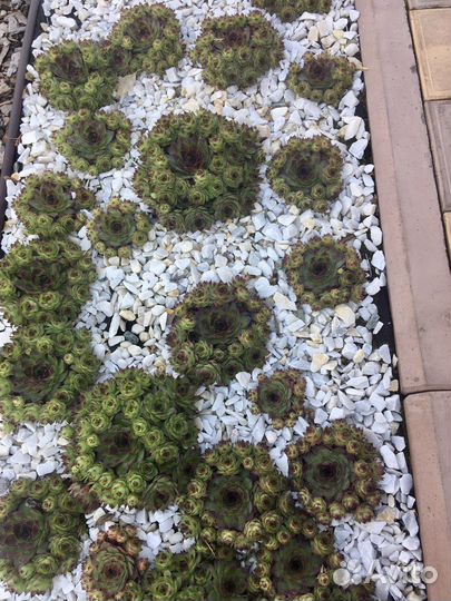 Молодило (Каменная Роза)