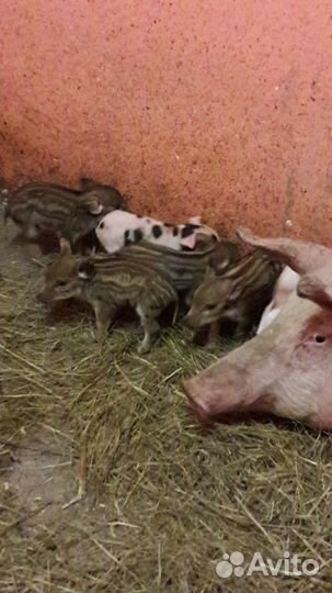 Поросята отец дикий кабан мать лондрас