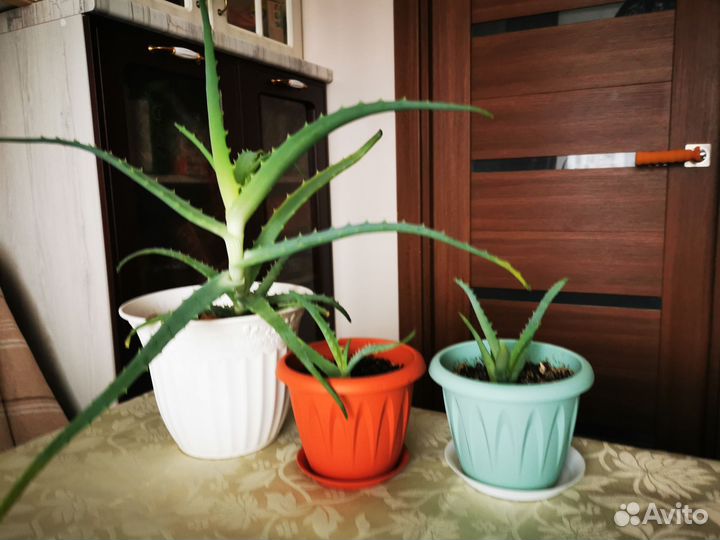 Алоэ, молодые растения