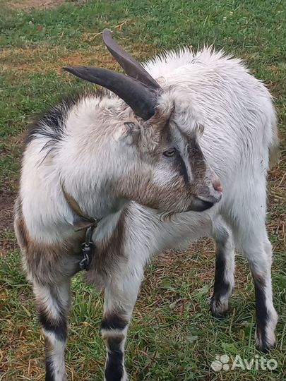 Козел ламанча