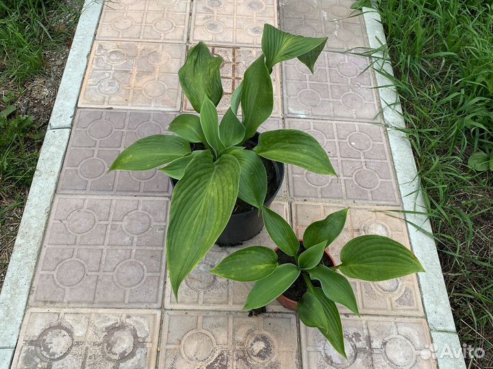 Хоста сортовая блу ангел