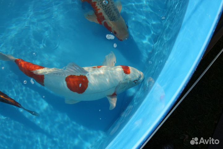 Передержка прудовых, аквариумных рыб