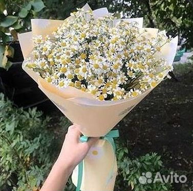 Ромашки Пионы Розы Доставка