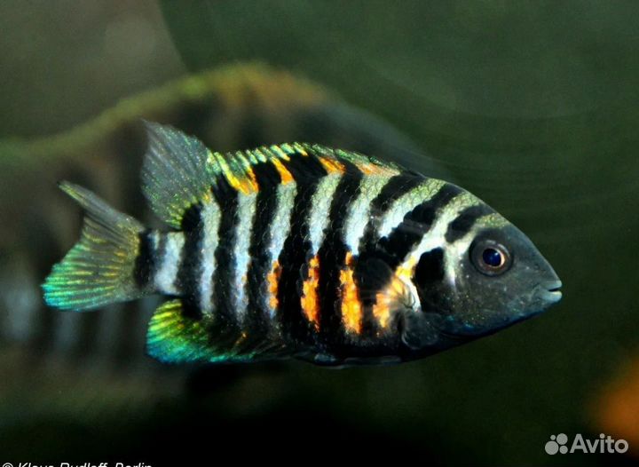 Аквариумные рыбки